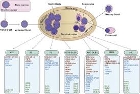 Ini didasarkan pada jenis sel. Diagnostic And Predictive Biomarkers For Lymphoma Diagnosis And Treatment In The Era Of Precision Medicine Modern Pathology