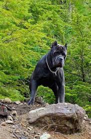 Cane Corso More Cane Corso Corso Dog Cane Corso Dog