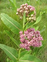 Image result for Asclepias schumanniana