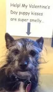 Maybe you would like to learn more about one of these? Highland Veterinary Clinic Highlandvet Profile Pinterest