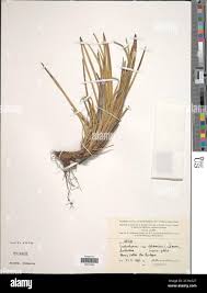 Image result for Costularia