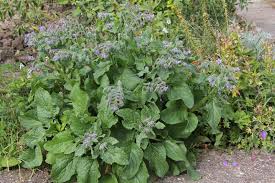 Image result for Borago officinalis
