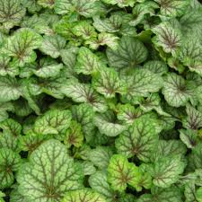 Image result for heuchera americana