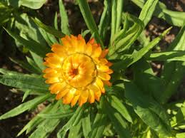 Image result for Helichrysum longiramum