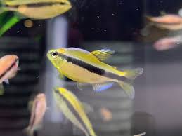 Image result for Tetraria mlanjensis