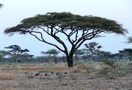 Image result for Acacia tortilis