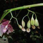 Image result for Begonia oxyloba