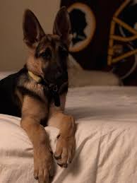 German Shepherd Black And Brown Husky The Paws And Ears Get Bigger And Bigger Storyful Dog Best Pinterest Dog Profile All German She German Shepherd Photography Gsd Puppies German Shepherd Dogs