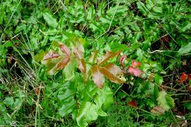 The berries often remain on the plant through early winter. Poison Oak Pictures To Help You Id This Plant