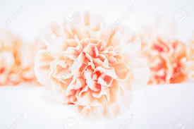 We did not find results for: Soft Focus Of Close Up Orange Or Peach Color Pastel Carnation Flowers Light Background Copy Space Stock Photo Picture And Royalty Free Image Image 117441114