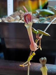 Image result for Ceropegia rendallii
