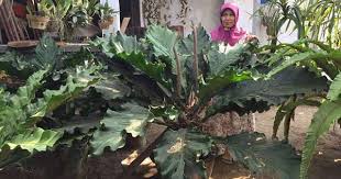 Check spelling or type a new query. Tanaman Hias Daun Lebar Gelombang Cinta Anthurium 2021
