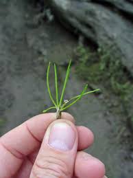 Image result for Limosella