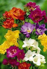That means it's definitely a compliment if. Perk Up Your Patio This Year With The Latest Trends In Pot Plants Freesia Flowers Beautiful Flowers Flower Garden