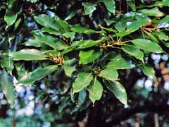 Maybe you would like to learn more about one of these? Quercus Acuta Japanese Evergreen Oak Pfaf Plant Database