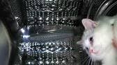 Cat Transcendence Limitless Youtube