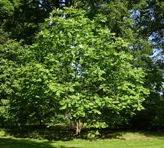 Image result for Argomuellera macrophylla