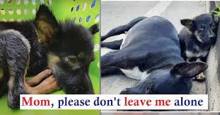 Baby Fell Asleep On Curb Watching Over Mom Won T Budge Even As Hunger Set In