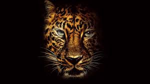 We did not find results for: Jaguar Animal 4k Wallpapers Top Free Jaguar Animal 4k Backgrounds Wallpaperaccess