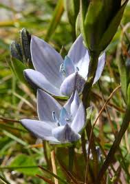 Image result for Swertia pleurogynoides