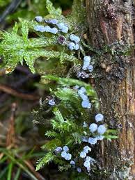 Image result for Melanospermum