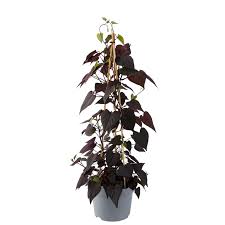 Image result for Ipomoea batatas pots