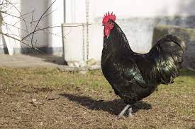 Uova Feconde Australorp Pura Razza Animali Galline Uccelli