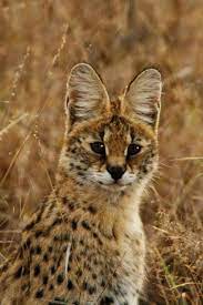 Pin On Wild Cats Of The World Great Small