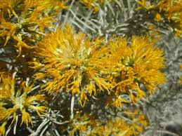 Image result for Nesaea ramosa