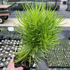 Image result for Senecio greenwayi