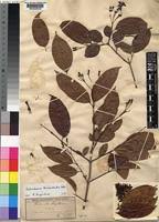 Image result for Schrebera trichoclada