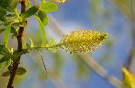 Image result for Dictyophleba lucida