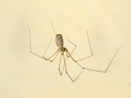 Contact orkin for help getting red of black widow spiders. Habits And Traits Of The Common Cellar Spider