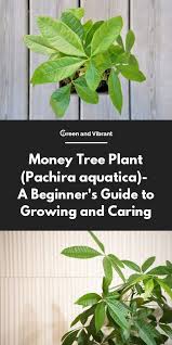 Money Tree Plant Pachira Aquatica A Beginner S Guide To Growing And Caring Trees Com Money Tree Plant Money Tree Plant Care Money Plant Care