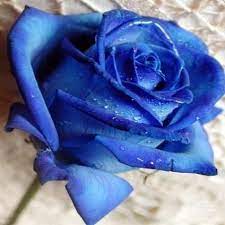 La Rosa Blu - Home | Facebook