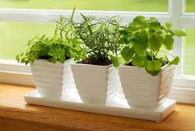 Hydroponics is the type of crop where roots of plants are submerged in first you have to have a very fertile ground for the herb to grow, in other words, make sure that your garden is well fertilized with natural mature. A Guide To Diy Apartment Herb Gardens