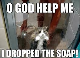 Welcome to our family.this is a cat lovers fun group. 29 Best Cat Memes Cats Are On Top