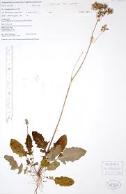 Image result for Youngia japonica
