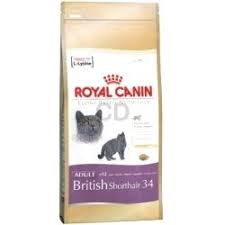 Royal Canin British Short Hair 34 With Images British Shorthair British Shorthair Cats Cat Food