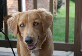 They thrive in larger homes with room to your golden retriever mix should be about the same. Goberian 7 Things To Know About The Golden Retriever Husky Mix Pawleaks