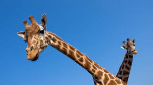 bbc earth giraffes may not have evolved long necks to