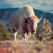Rare Magical White Buffalo In Madrid Nm Most Beautiful Horses Animal Crackers Beautiful Horses