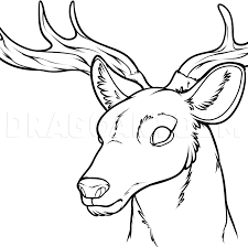 Choose your favorite moose drawings from 371 available designs. How To Draw A Deer Head Step By Step Drawing Guide By Dawn Dragoart Com