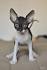 Cornish Rex Rescue Groups