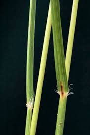 Image result for Rytidosperma davyi