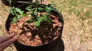 Using Cedar Mulch In Your Garden Youtube