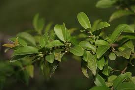 Image result for Crossopetalum