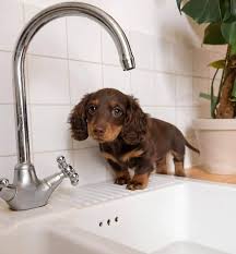 Their fur is soft and silky, and grows longest on their neck, chest, ears and legs. Everything You Need To Know About The Miniature Dachshund K9 Web