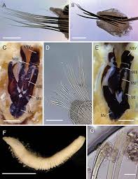 Maybe you would like to learn more about one of these? Annelids Of The Eastern Australian Abyss Collected By The 2017 Rv Investigator Voyage