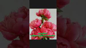 Valentine with animal tiger, flower peony, text `i love you my wild cat. Peony Flowers Wallpaper Attract Love Youtube
